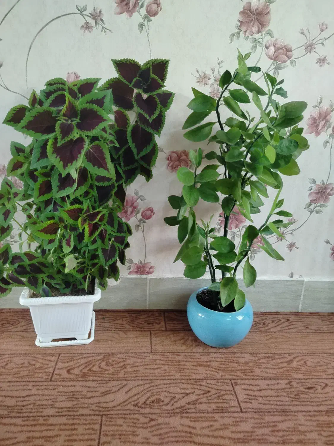 گل طبیعی|گل و گیاه طبیعی|ایلام, |دیوار