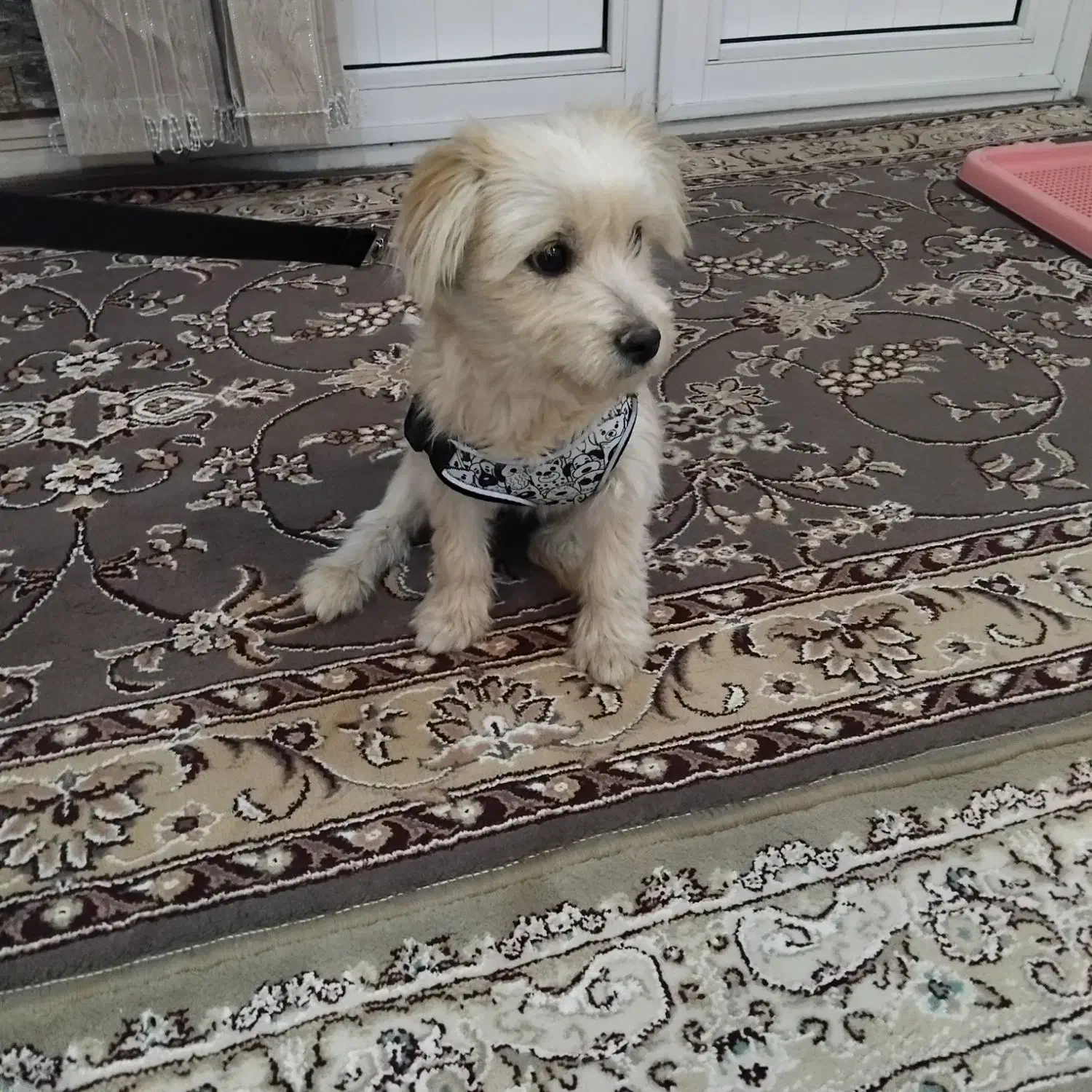 سگ خانگی|سگ|شهرکرد, |دیوار