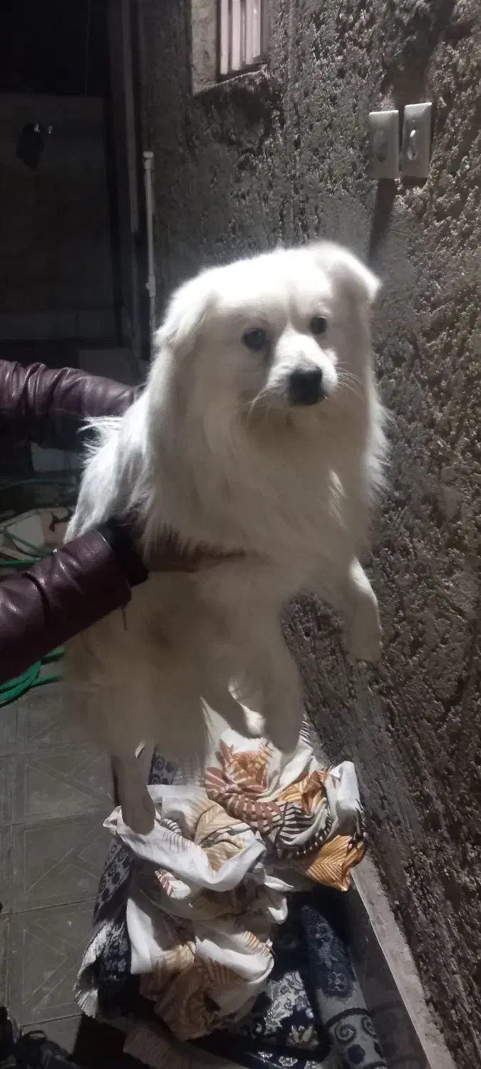 فروش سگ|سگ|راور, |دیوار