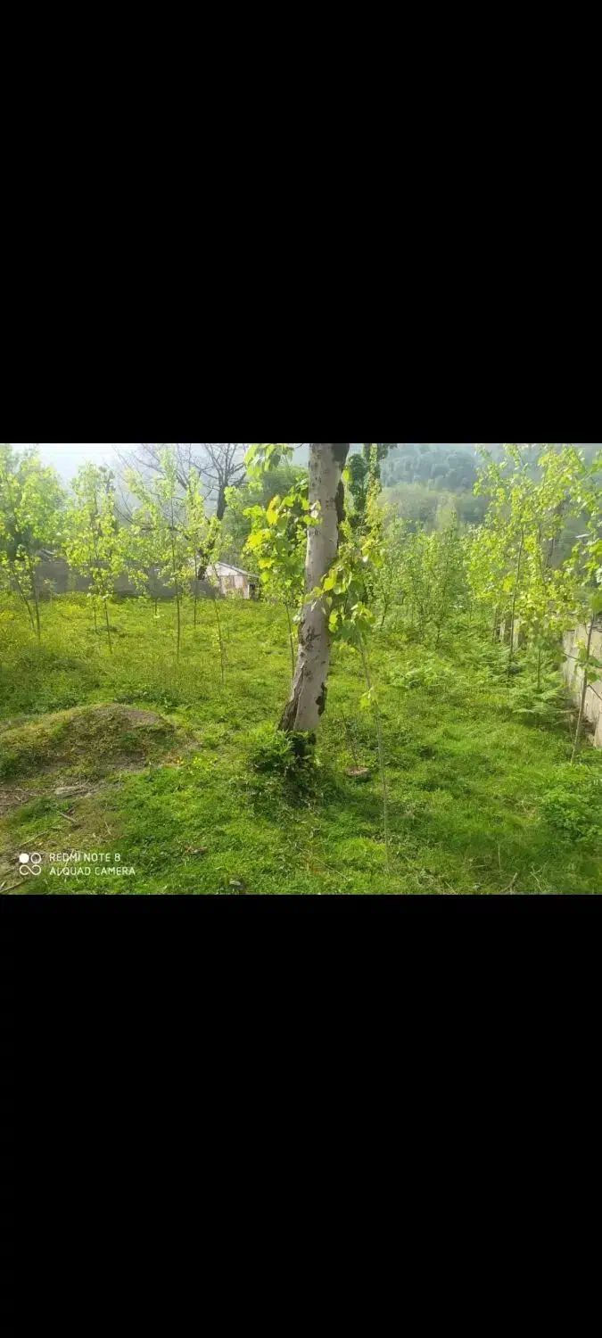 فروش|فروش زمین و ملک کلنگی|گوراب زرمیخ, |دیوار