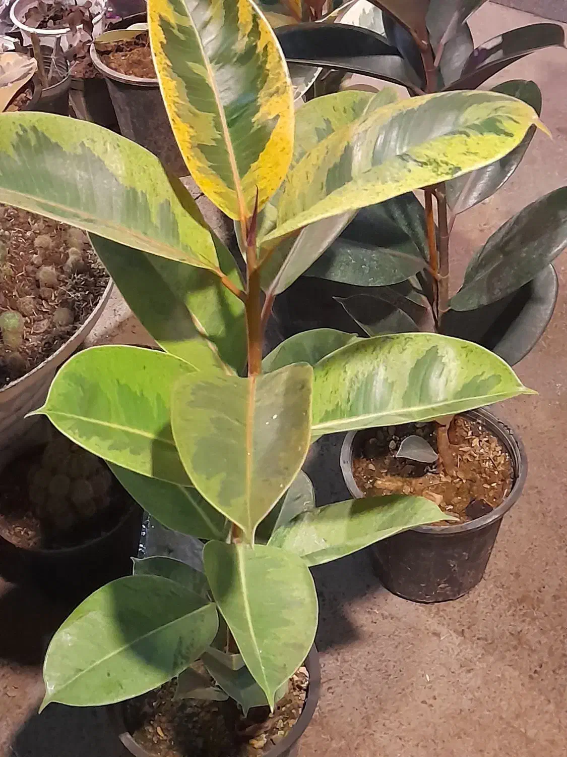 گلخانه سالار|خدمات باغبانی و درختکاری|کوچصفهان, |دیوار