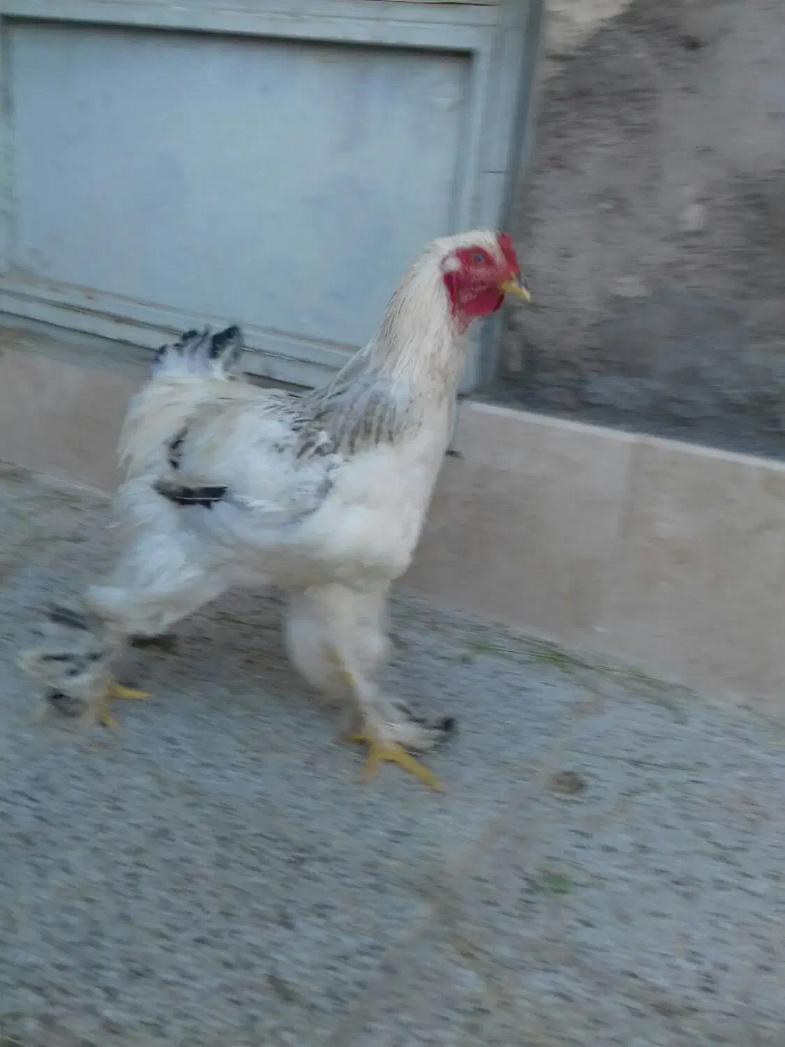 خروس برهما لایت|حیوانات مزرعه|مهریز, |دیوار