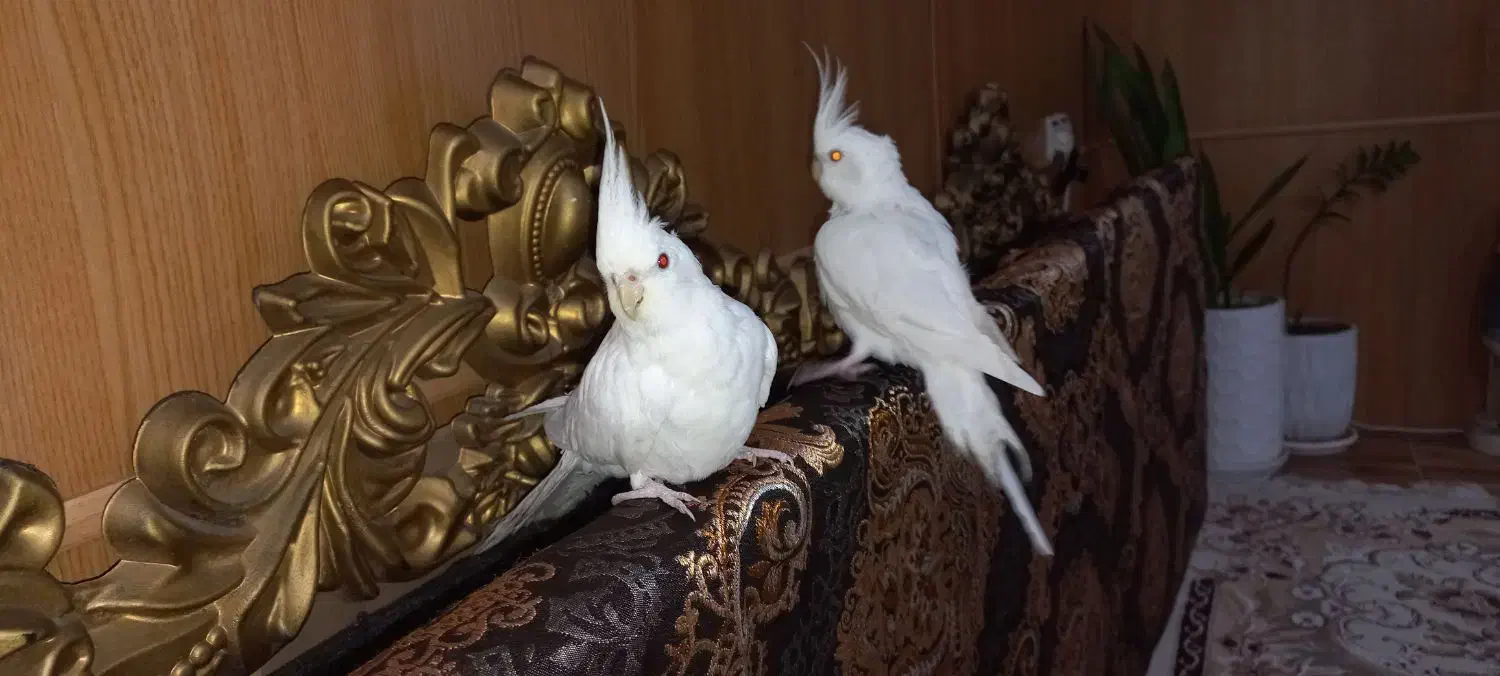 عروس هلندی|پرنده|اهواز, کمپلو شمالی|دیوار