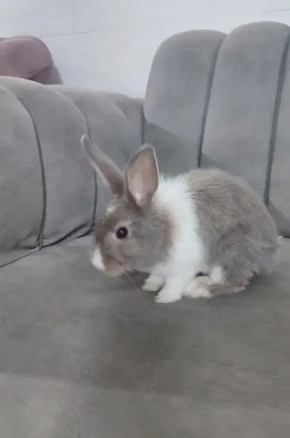 خرگوش دستی|موش و خرگوش|مهریز, |دیوار