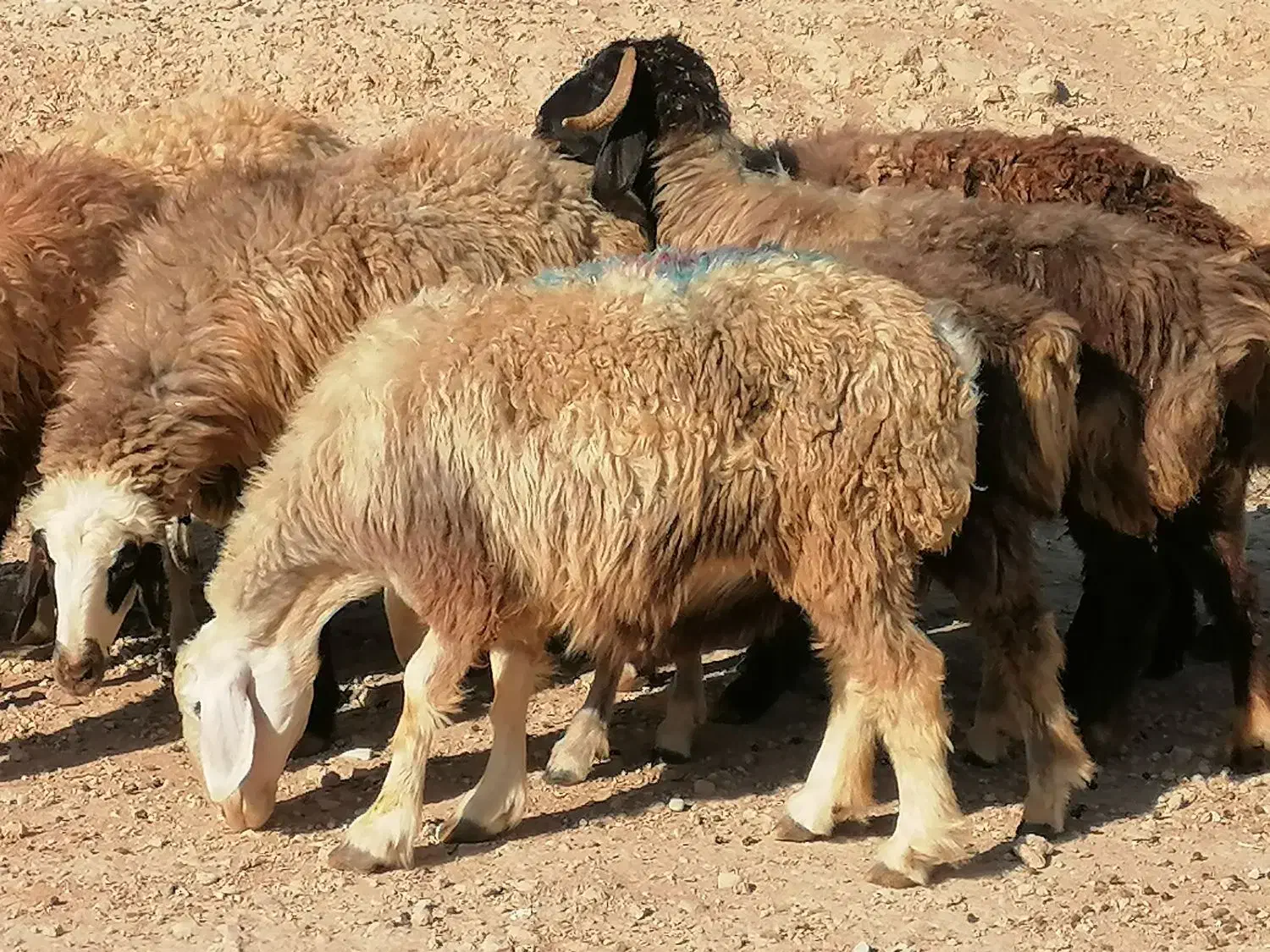 فروش 20 راس میش داشتی ابستن مایه کرده|حیوانات مزرعه|جره و بالاده, |دیوار