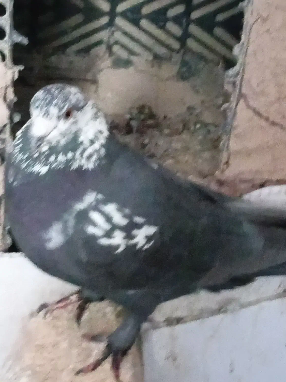 کبوتر|پرنده|شهرکرد, |دیوار