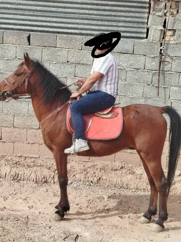 اسب نریون|اسب و تجهیزات اسبسواری|زرند, |دیوار