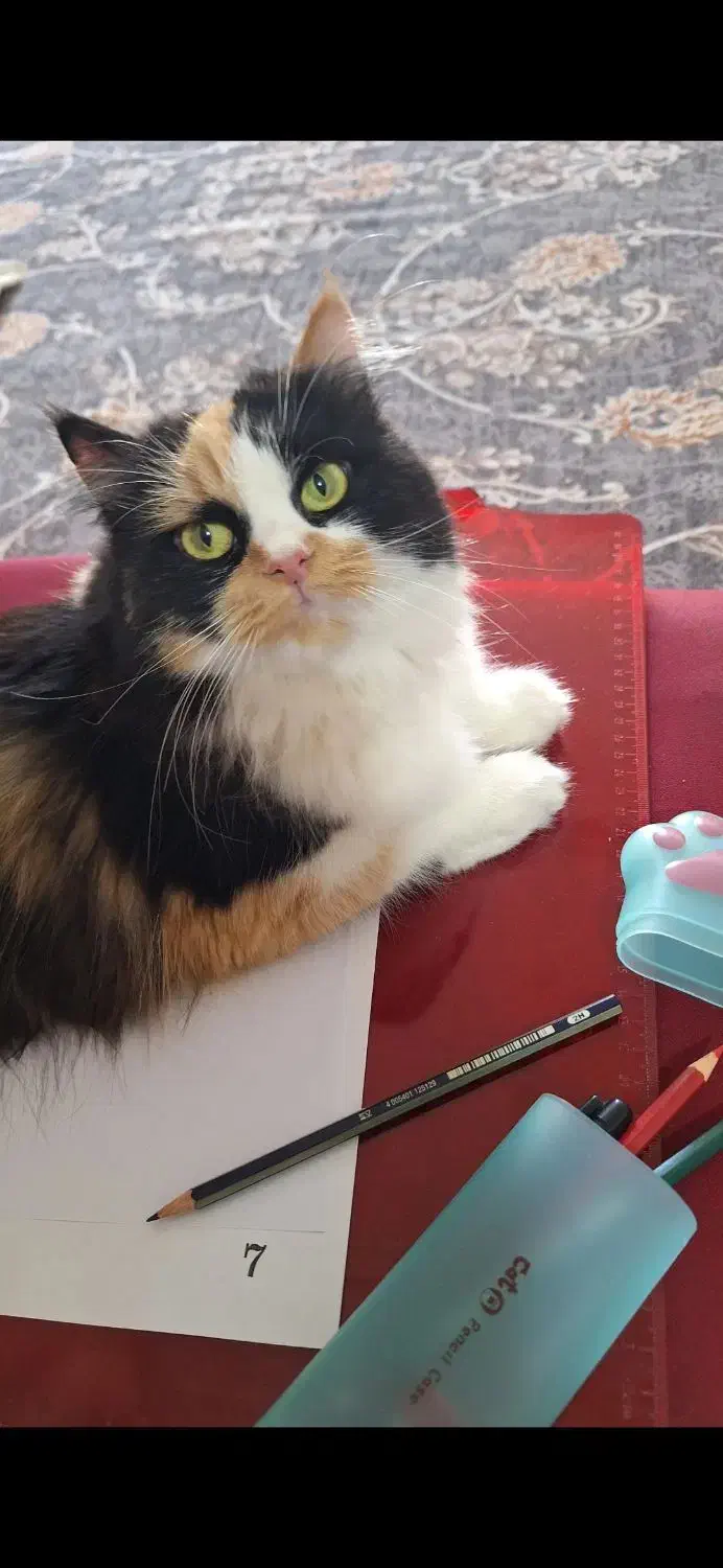 گمشده|گربه|رفسنجان, |دیوار