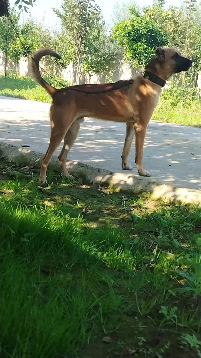 سگ‌ نگهبان|سگ|قائم‌شهر, |دیوار