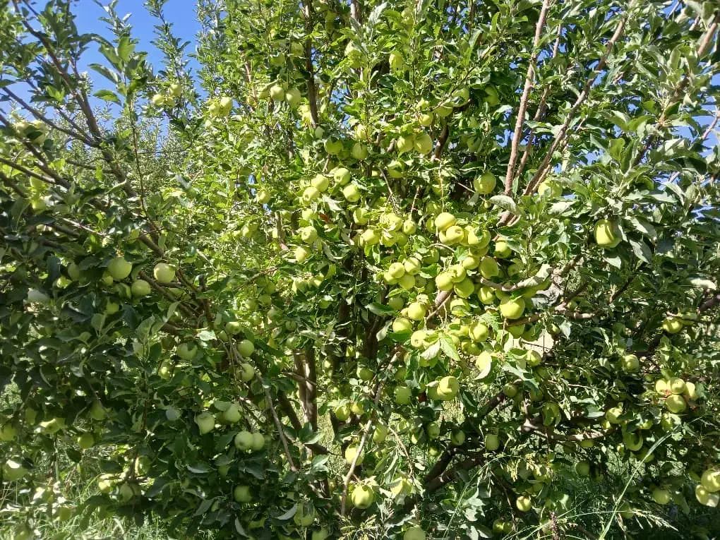 هرس درخت|خدمات باغبانی و درختکاری|اشترینان, |دیوار