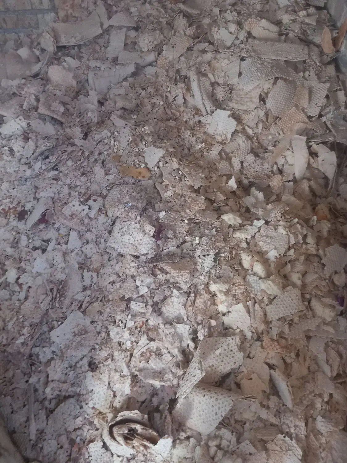 نان|لوازم جانبی حیوانات|بکتاش, |دیوار