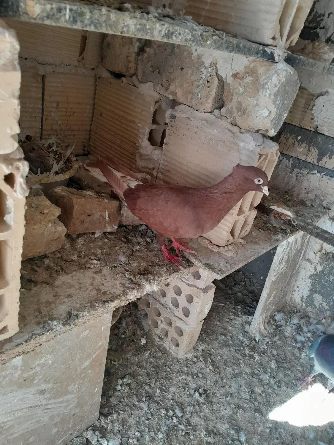 ۶دانه دم سفید و ۴تاطوقی|پرنده|شاندیز, |دیوار