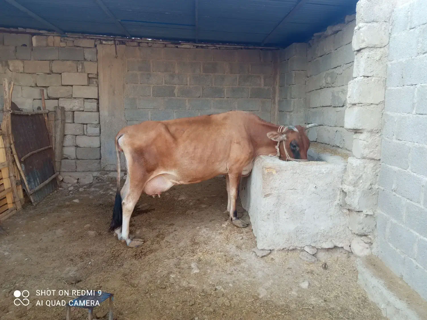 گاوجرسی|حیوانات مزرعه|مهر, |دیوار