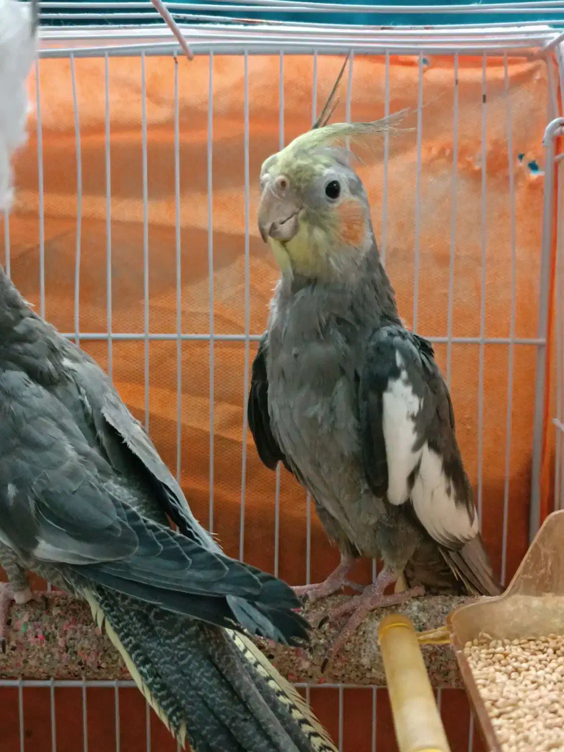 عروس هلندی|پرنده|مشهد, ادیب نیشابوری (شهرک غرب)|دیوار