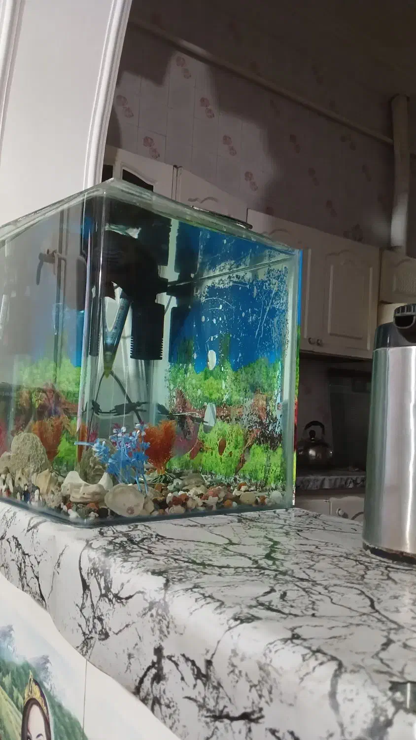 اکواریوم|ماهی|مرودشت, نقش رستم|دیوار