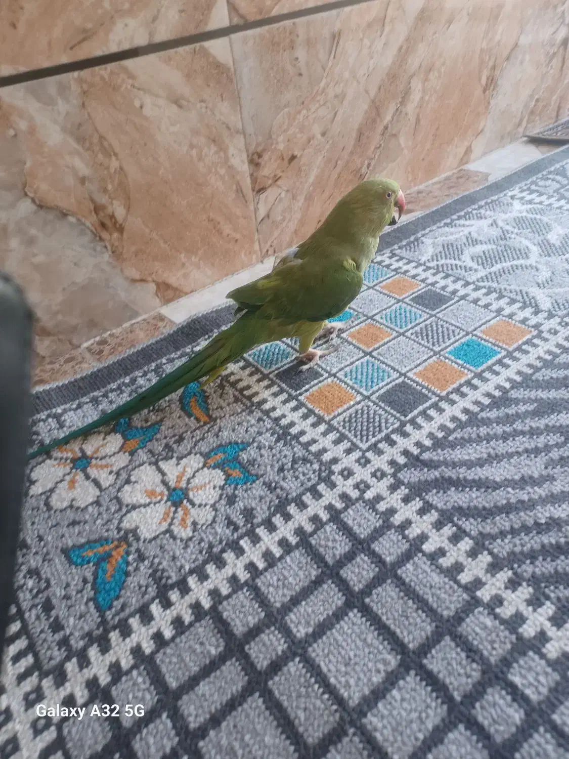 طوطی ملنگو|پرنده|سیرجان, |دیوار