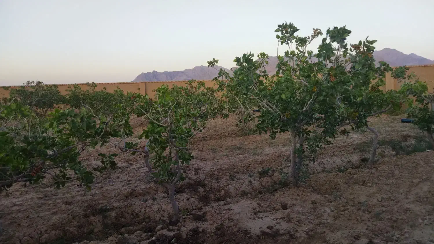 باغ ویلا|فروش خانه و ویلا|قائن, |دیوار