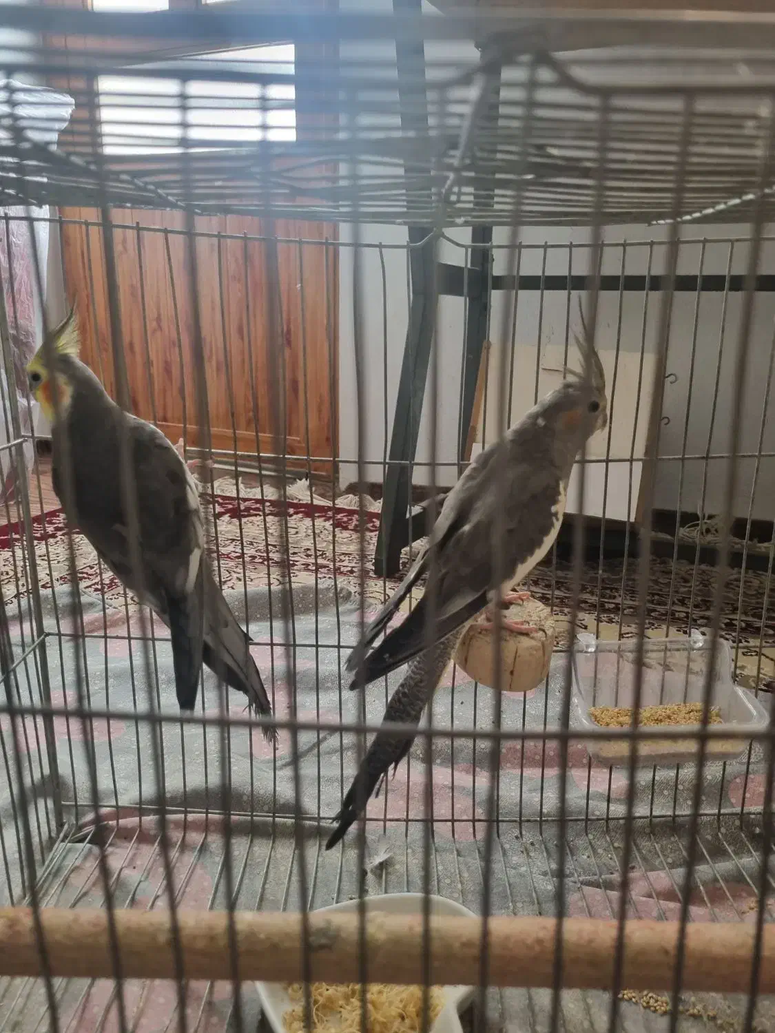 یک جفت عروس هلندی مولد|پرنده|محمودآباد, |دیوار