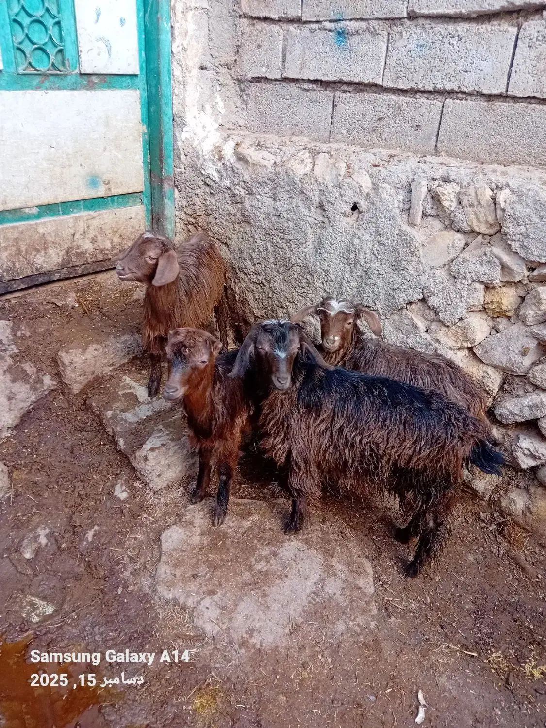 ۴عدد چپیش نر وماده  برای نگه داشتن|حیوانات مزرعه|اردبیل, |دیوار