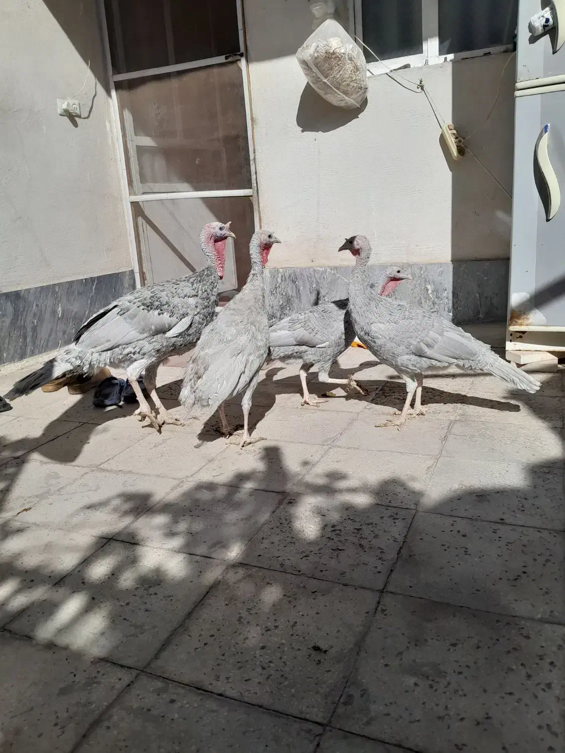 بوقلمون اسلیت|حیوانات مزرعه|تهران, استاد معین|دیوار