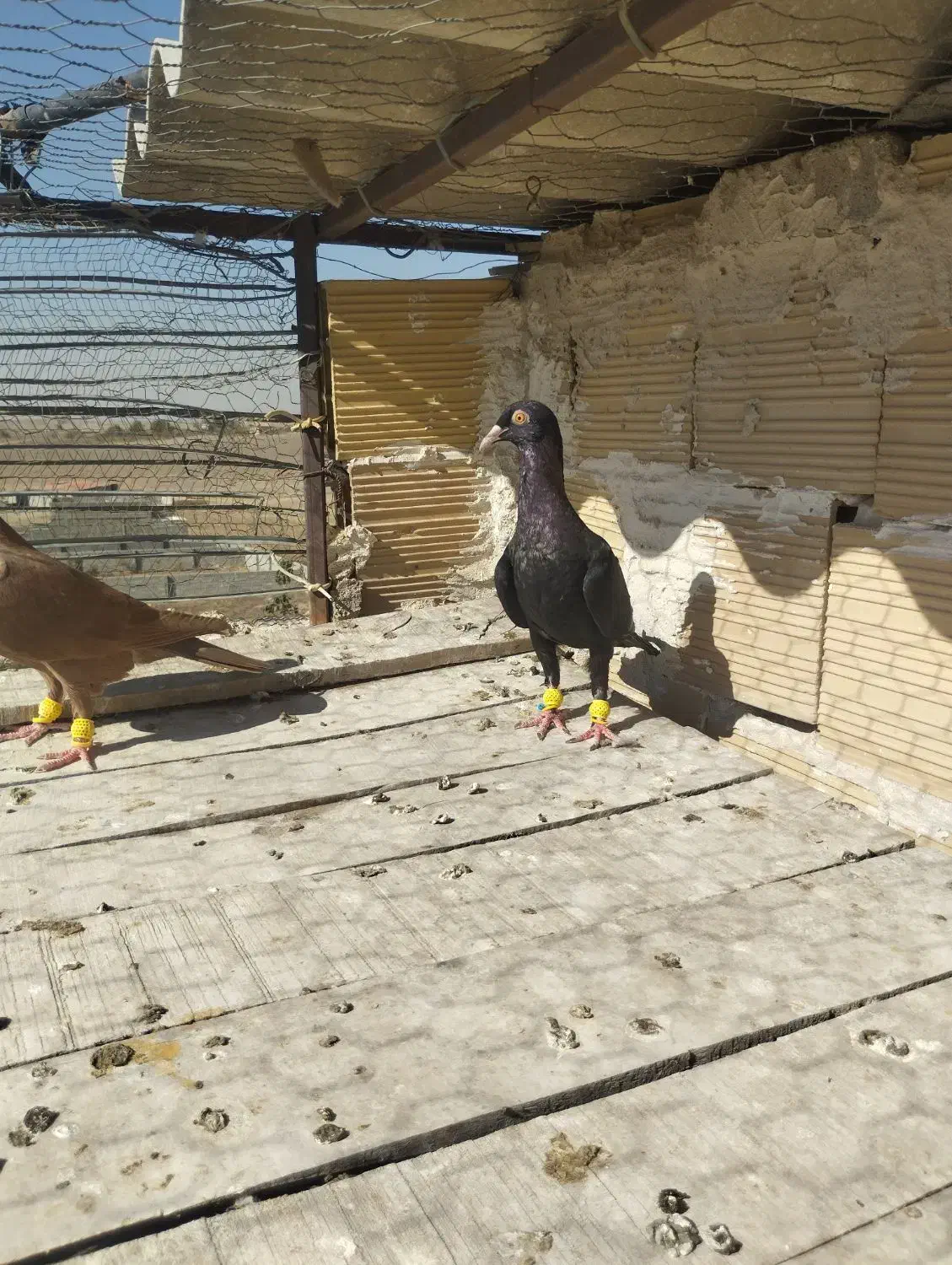 ماده|پرنده|محمدیه-قزوین, |دیوار