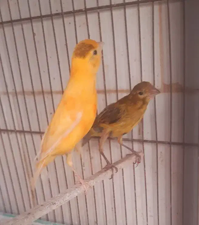 قناری و سهره سروستان|پرنده|سروستان, |دیوار