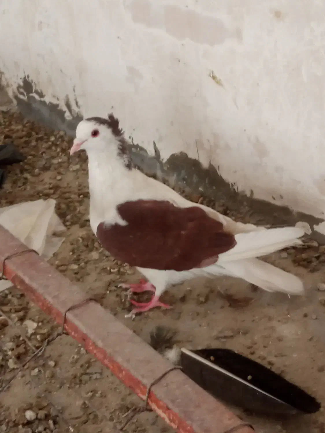 کبوتر کتل نرومادن|پرنده|اصفهان, شهشهان|دیوار