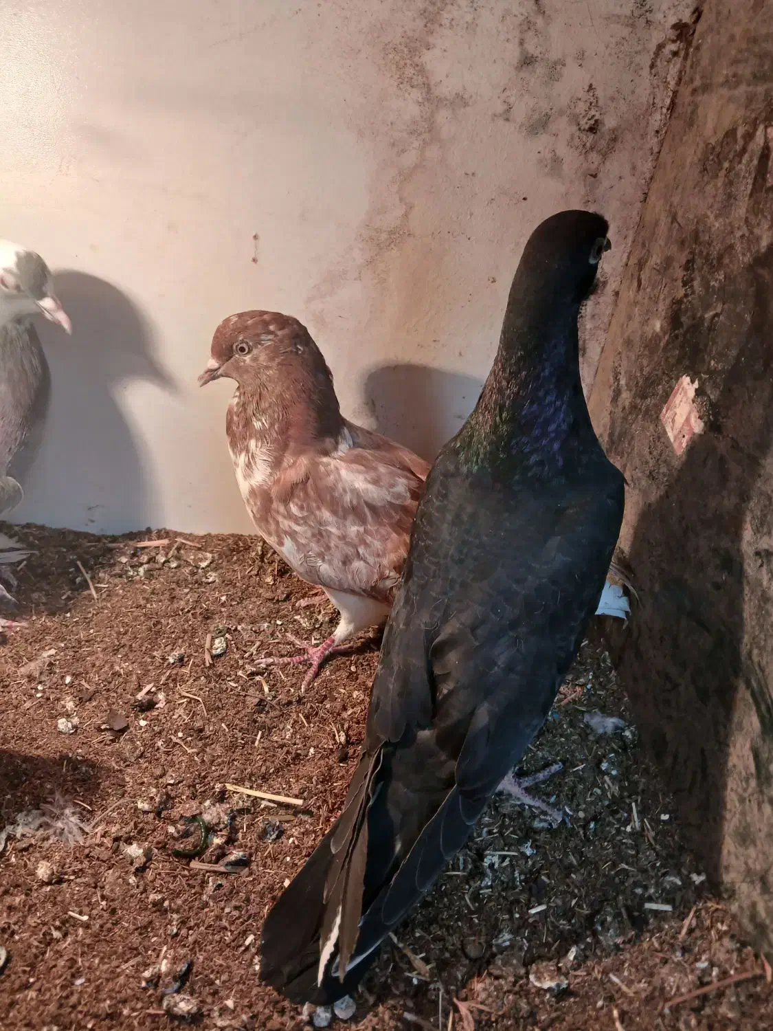 با سلام ۴هار عدد کفتر|پرنده|اهر, |دیوار