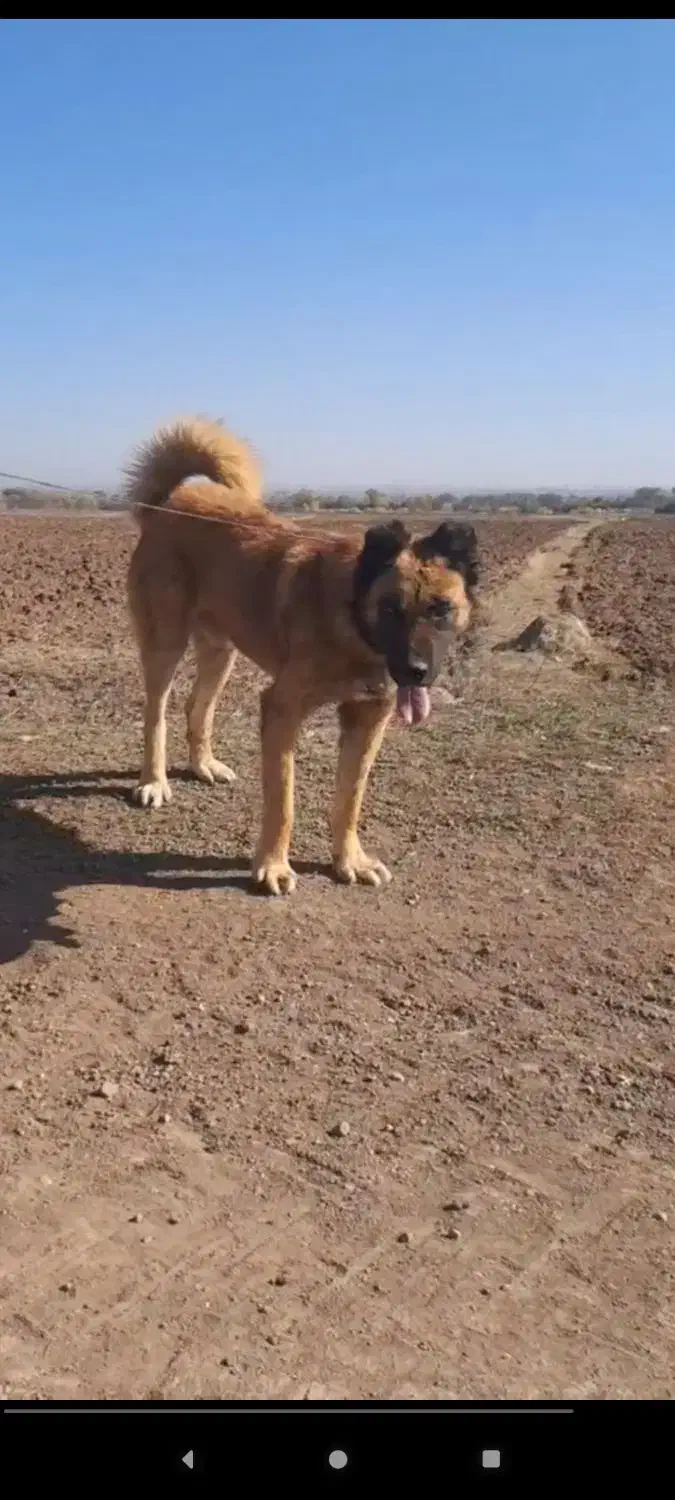 سگ سرابی نژادقدیم|سگ|اردبیل, |دیوار