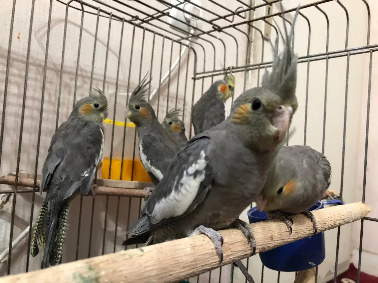 عروس هلندی جوجه|پرنده|تهران, زرکش|دیوار