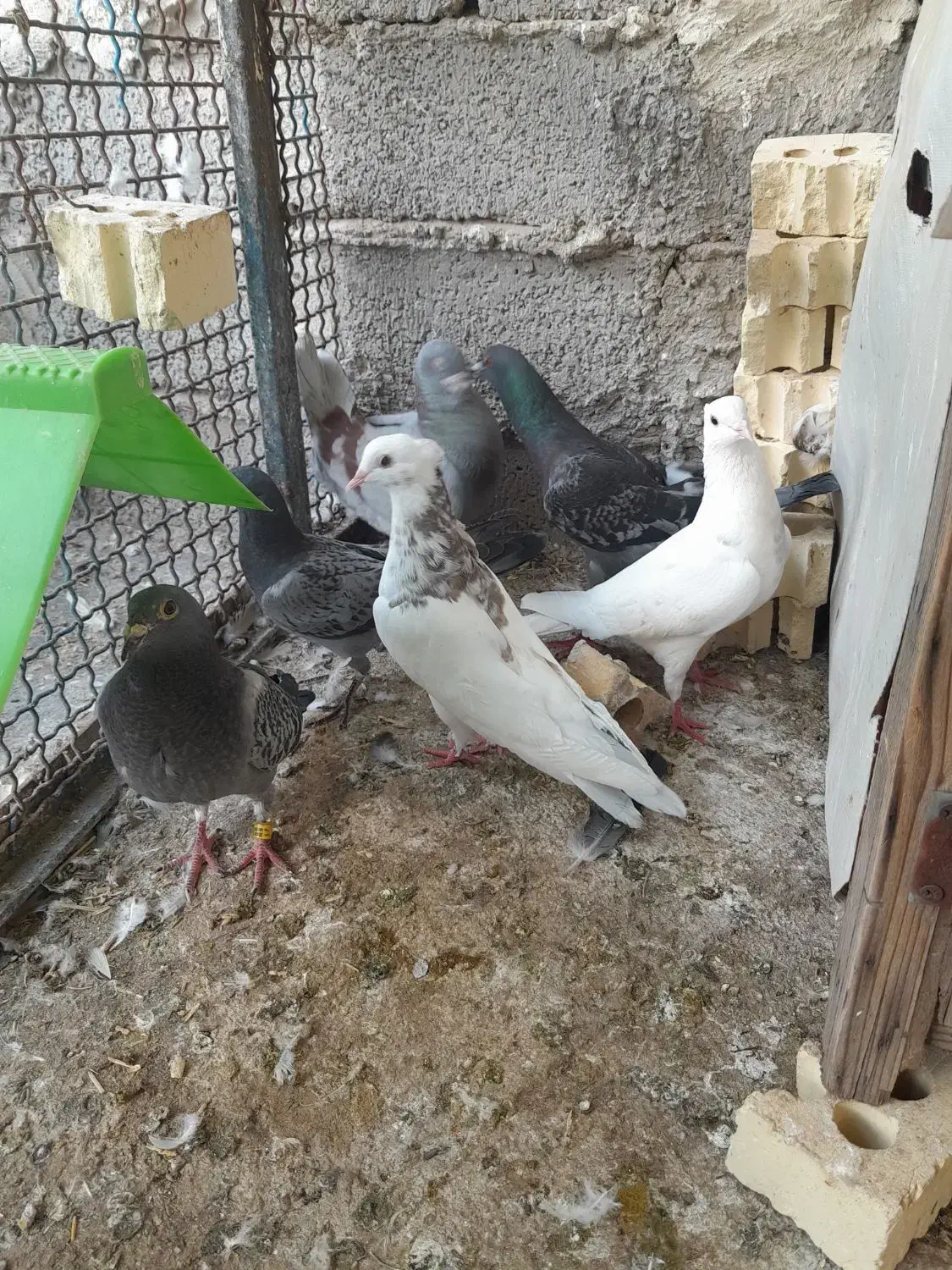 توقی|پرنده|سوسنگرد, |دیوار