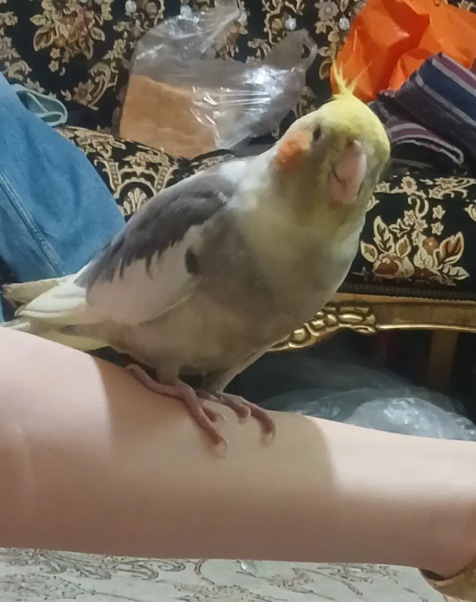 گمشده|پرنده|مهاجران, |دیوار