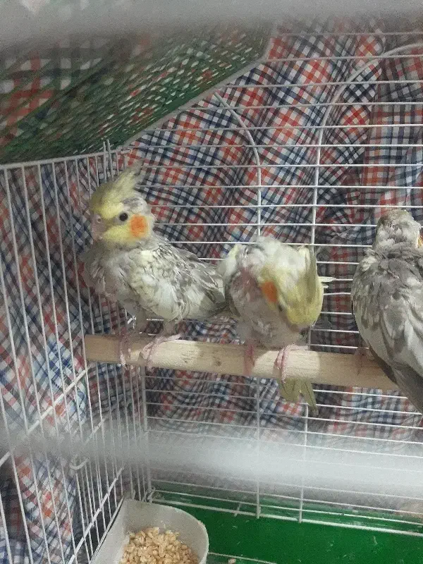 دوعدد جوجه عروس گل باقالی|پرنده|پیشوا, |دیوار