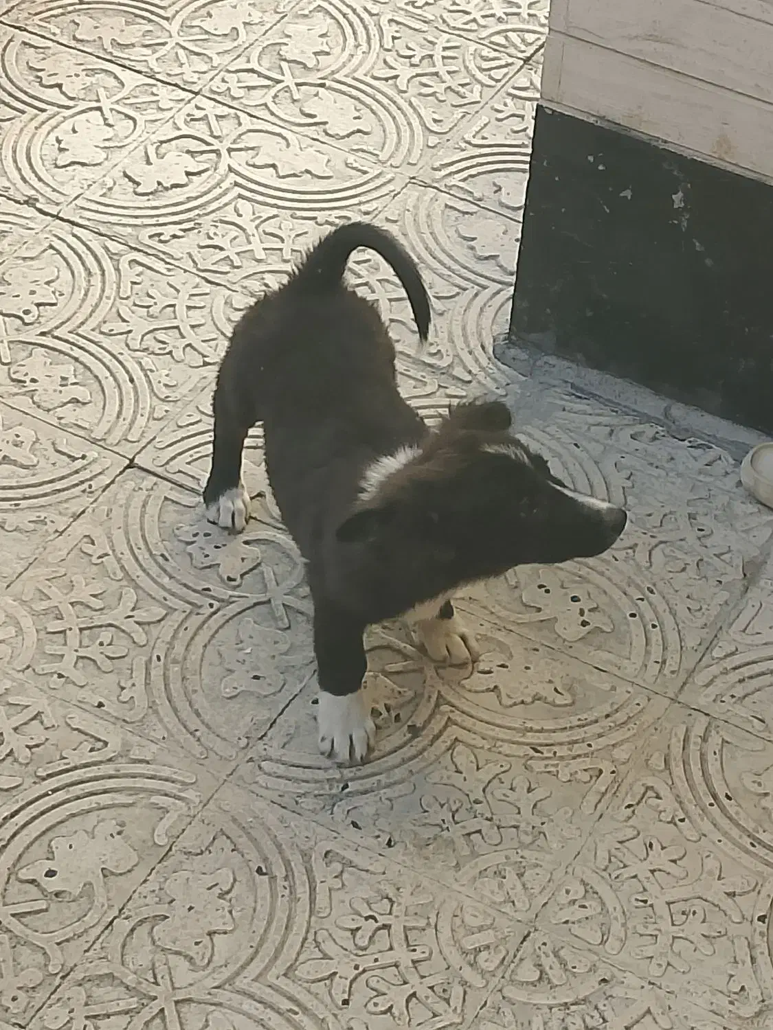 سگ پاکوتاه|سگ|کرمانشاه, |دیوار