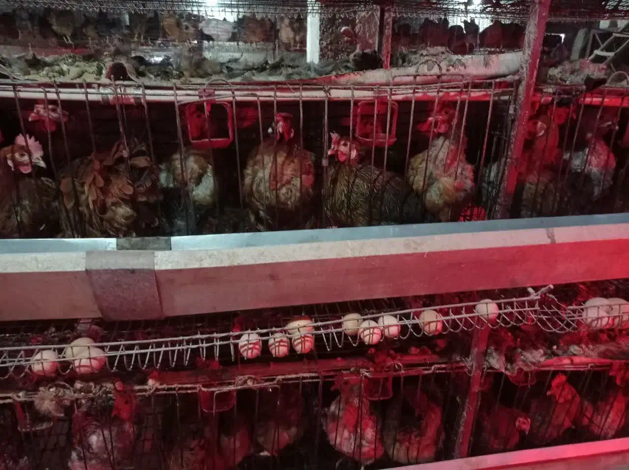 قفس مرغ تخمگذار|لوازم جانبی حیوانات|باشتین, |دیوار