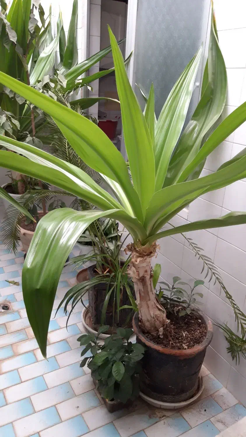 گل و گلدان|گل و گیاه طبیعی|لنجان, |دیوار