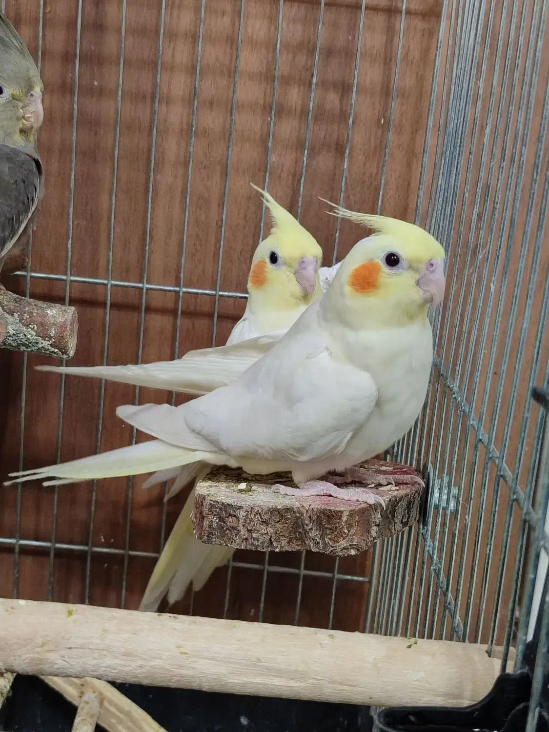 عروس هلندی یک ماه و نیمه لوتینو فول دستی|پرنده|شیراز, تندگویان|دیوار