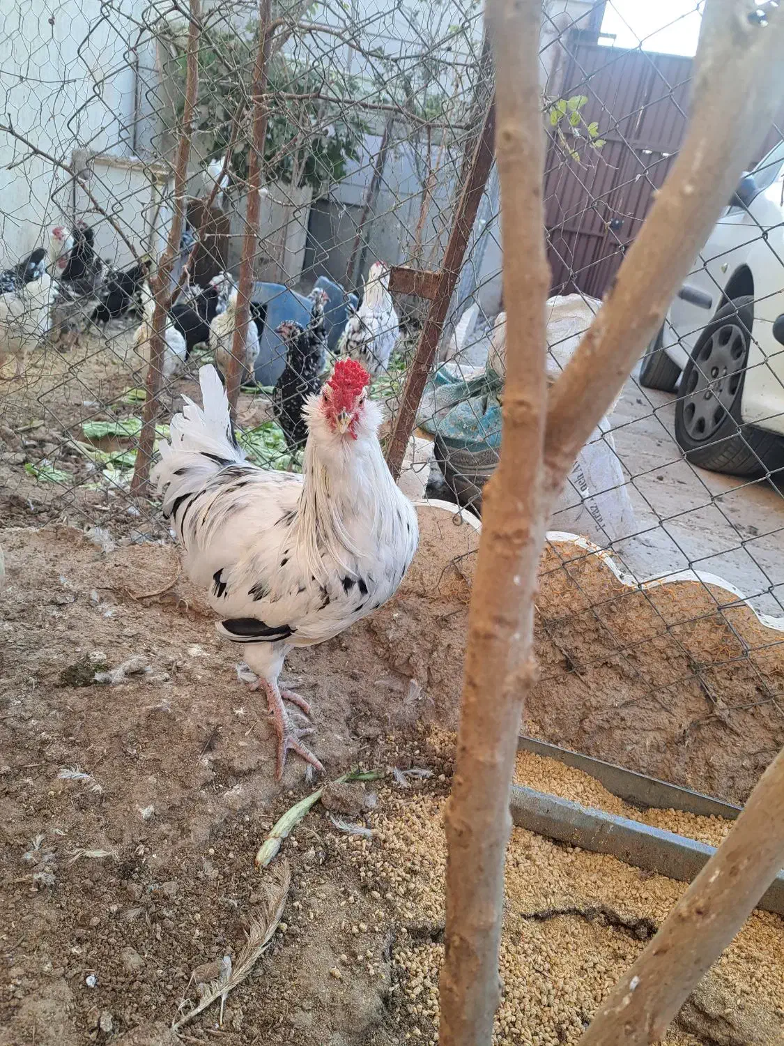 خروس گلین|حیوانات مزرعه|پاکدشت, پاکدشت (مامازند)|دیوار