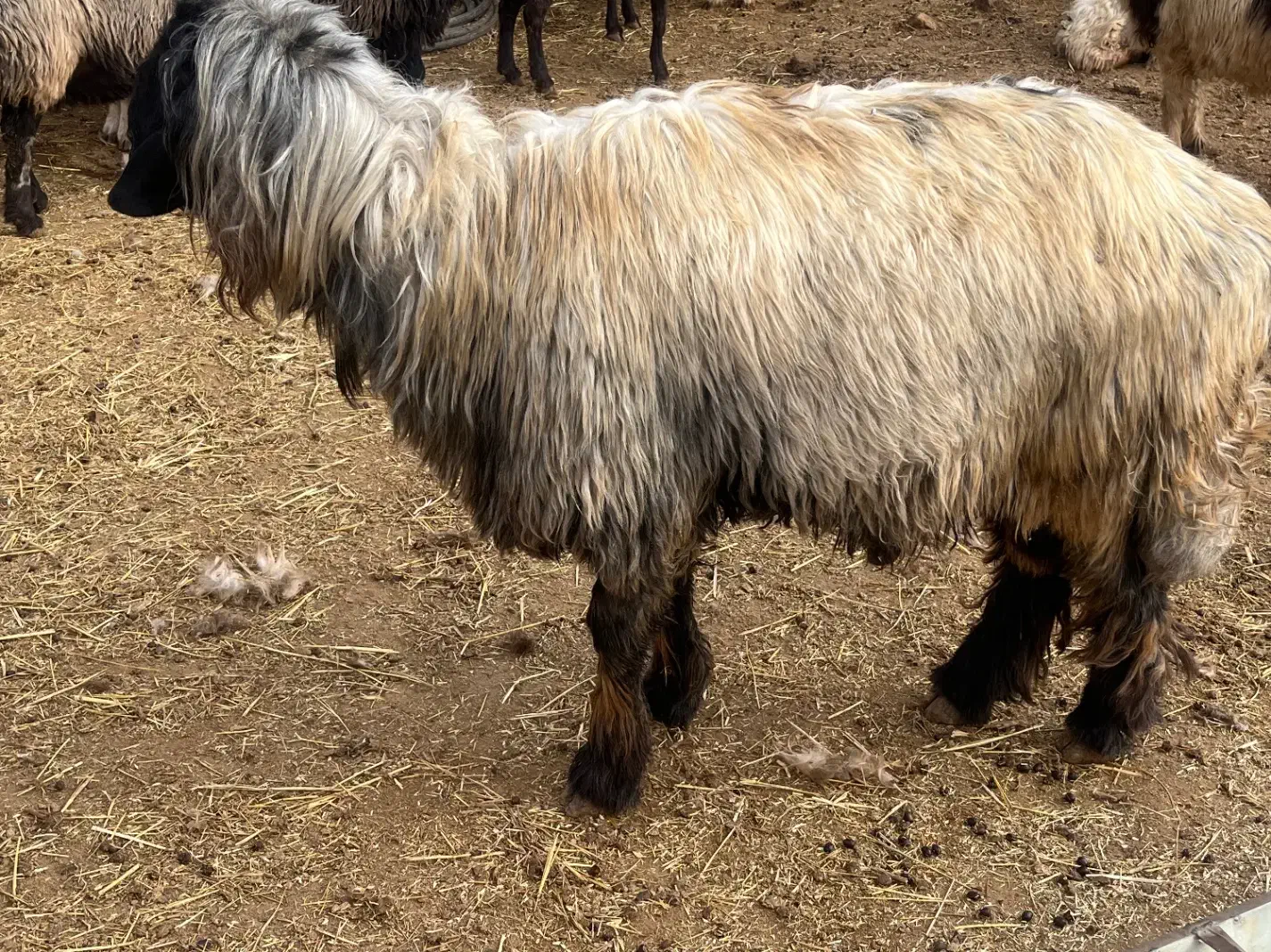 نرمیش|حیوانات مزرعه|فریدونشهر, |دیوار