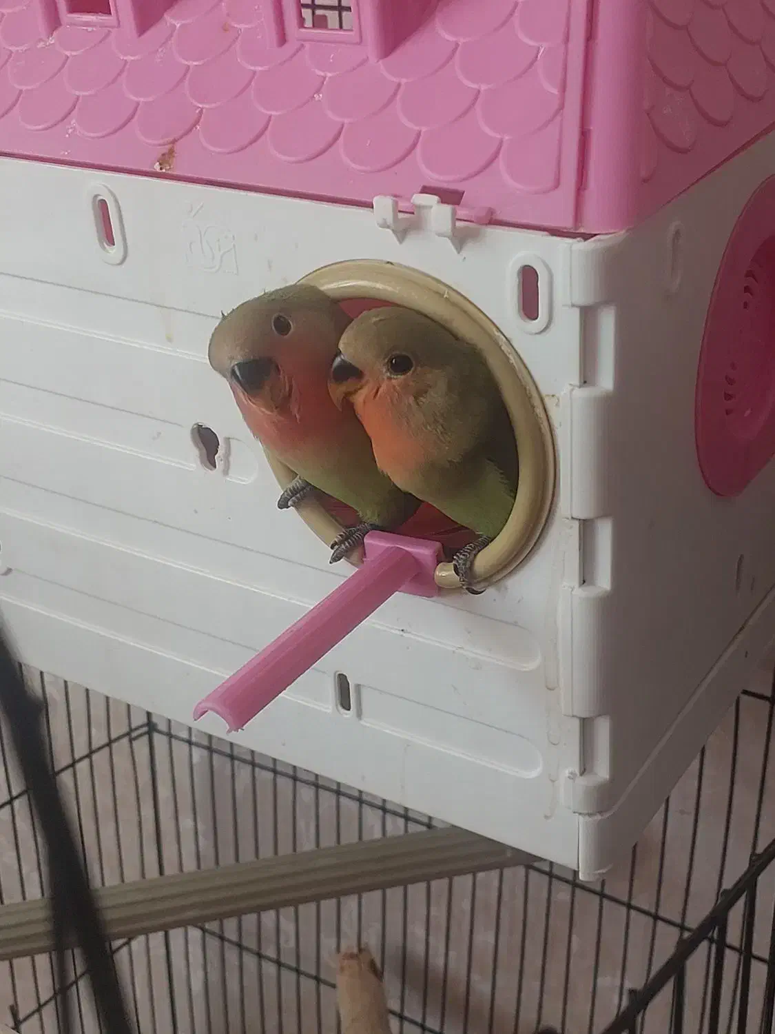 کوتوله برزیلی ۳ماهه دونخور نیمه دستی|پرنده|مشهد, فارغ التحصیلان|دیوار