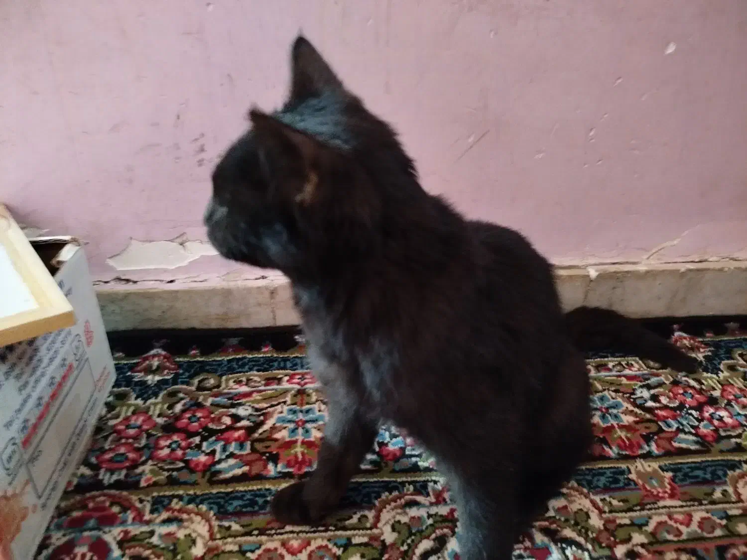 گربه خانگی|گربه|بم, |دیوار