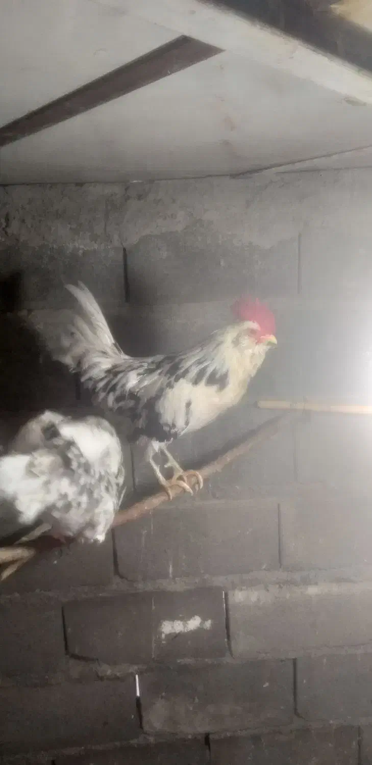 خروس|پرنده|زنجان, |دیوار