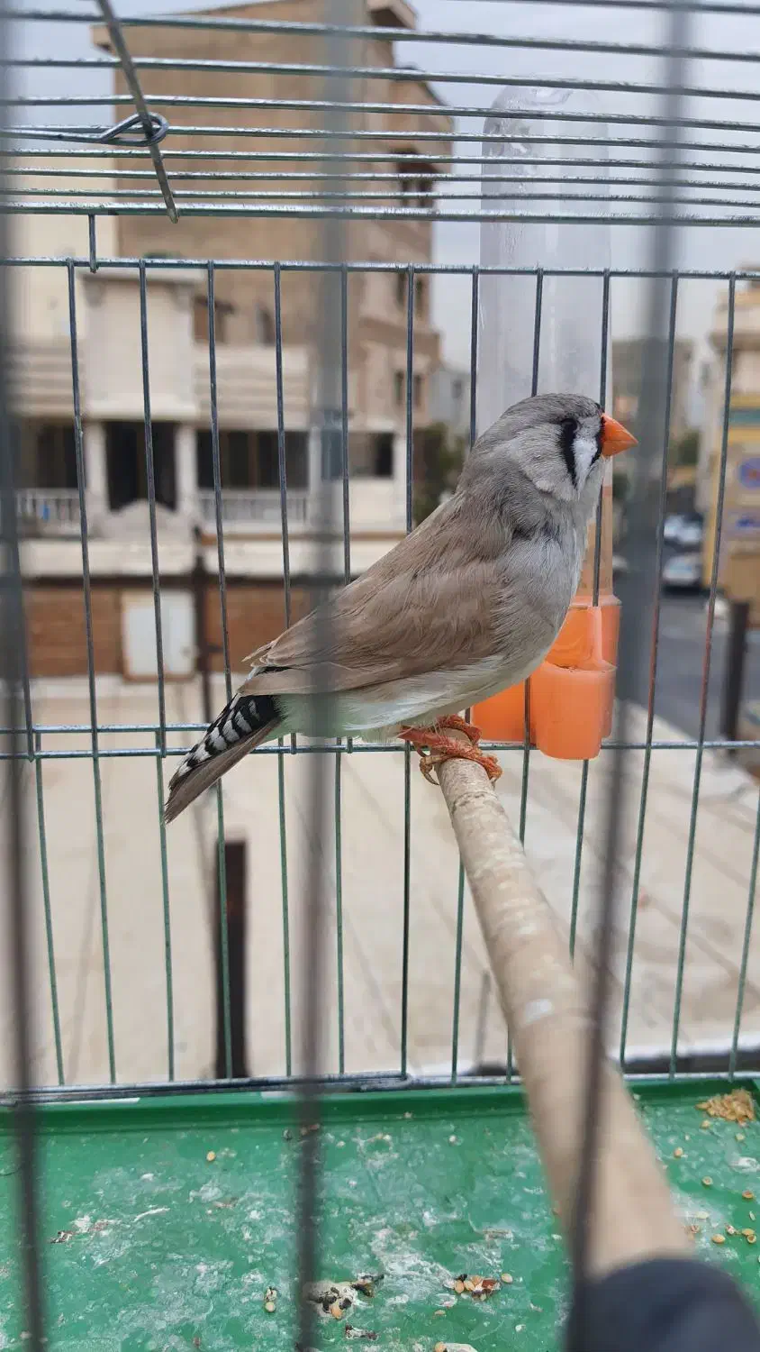 فنچ زبرا انگلیسی|پرنده|تهران, خزانه|دیوار