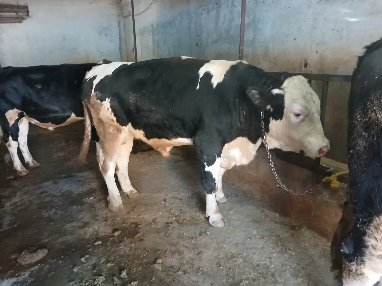 گاو گوشتی|حیوانات مزرعه|تیکمه داش, |دیوار