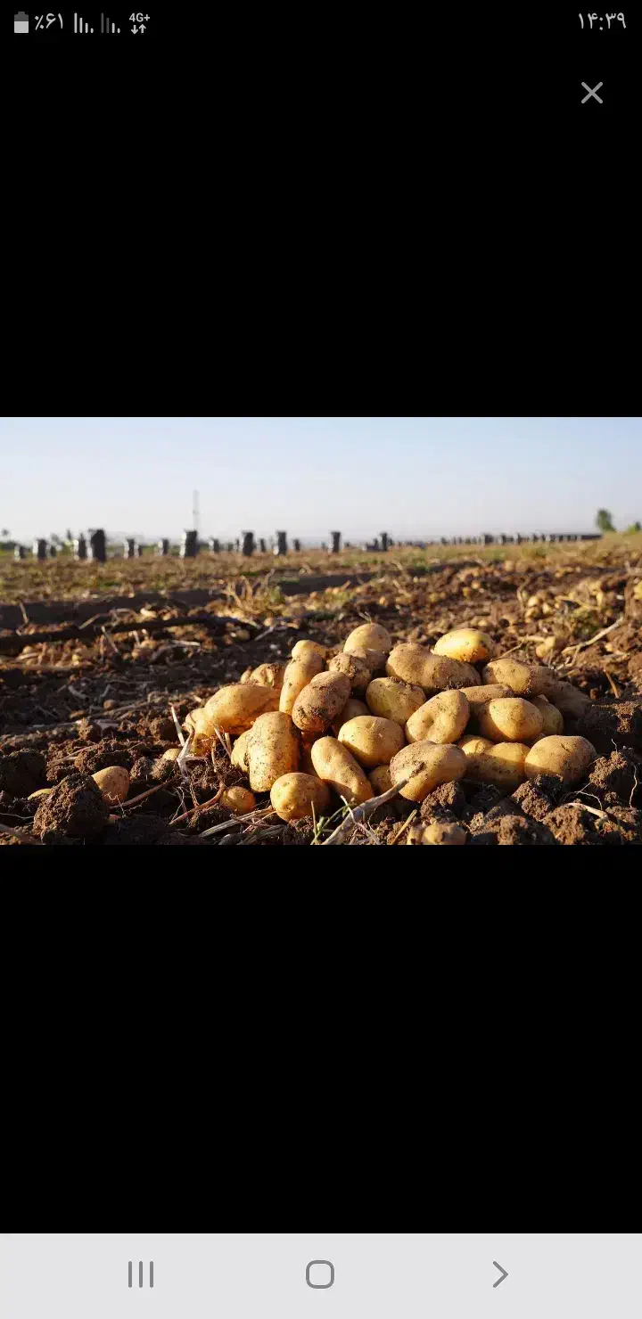 سیب زمینی سانتا|خوردنی و آشامیدنی|اسدآباد, |دیوار