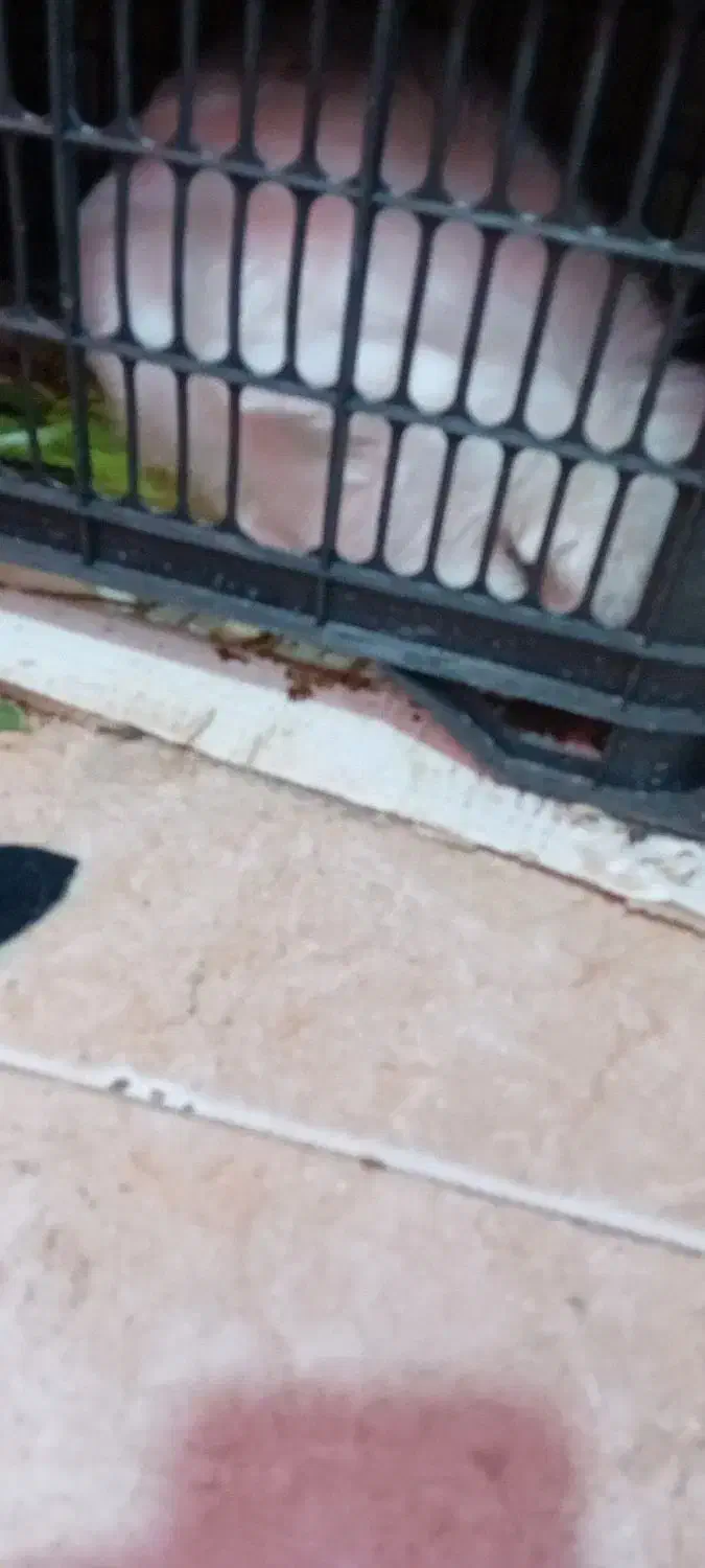 خرگوش،زیبا|موش و خرگوش|ملکآباد, |دیوار