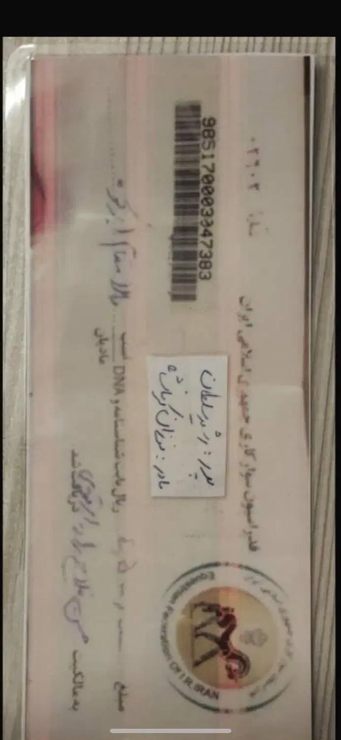 اسب نریون عرب|اسب و تجهیزات اسبسواری|دماوند, دماوند|دیوار