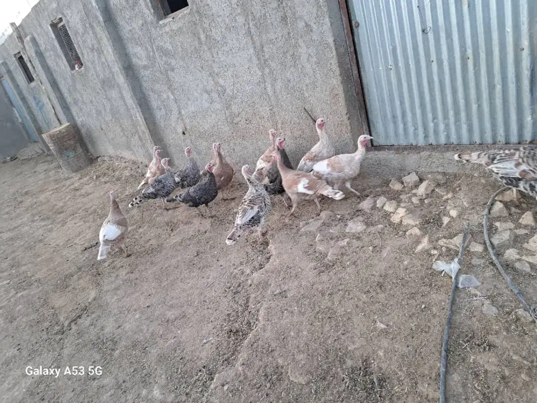 بوقلمون|حیوانات مزرعه|خنجین, |دیوار