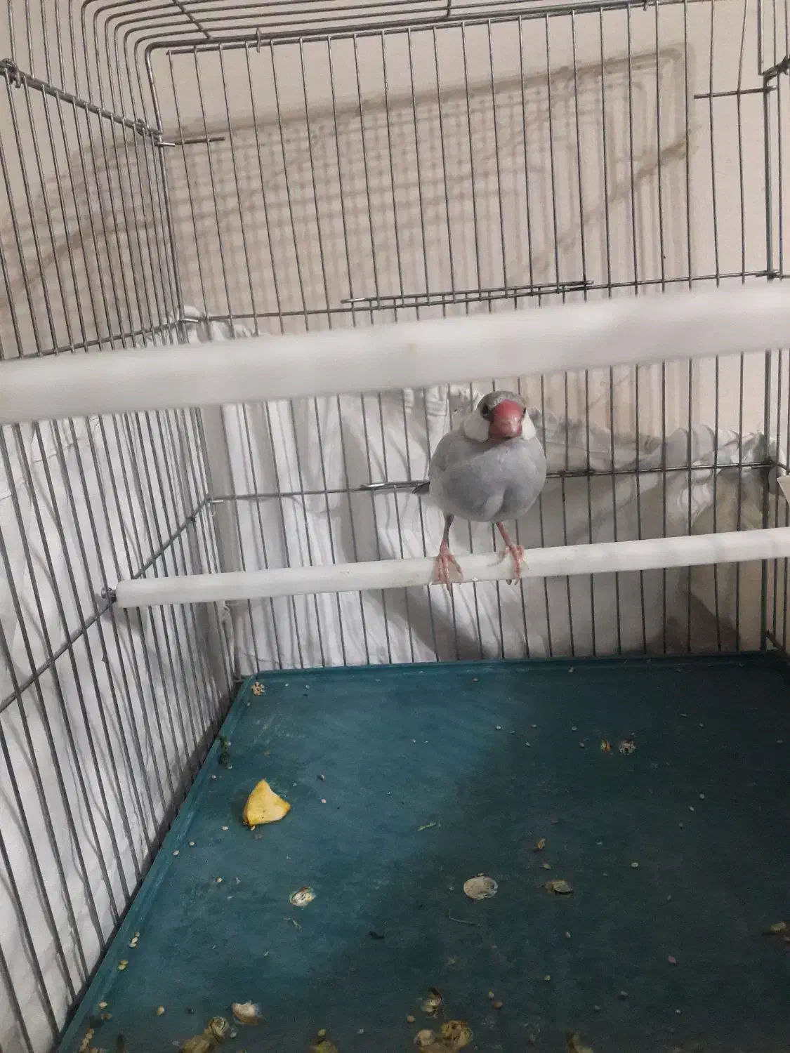 فنچ مصری سیلور|پرنده|شیراز, رکن‌آباد|دیوار