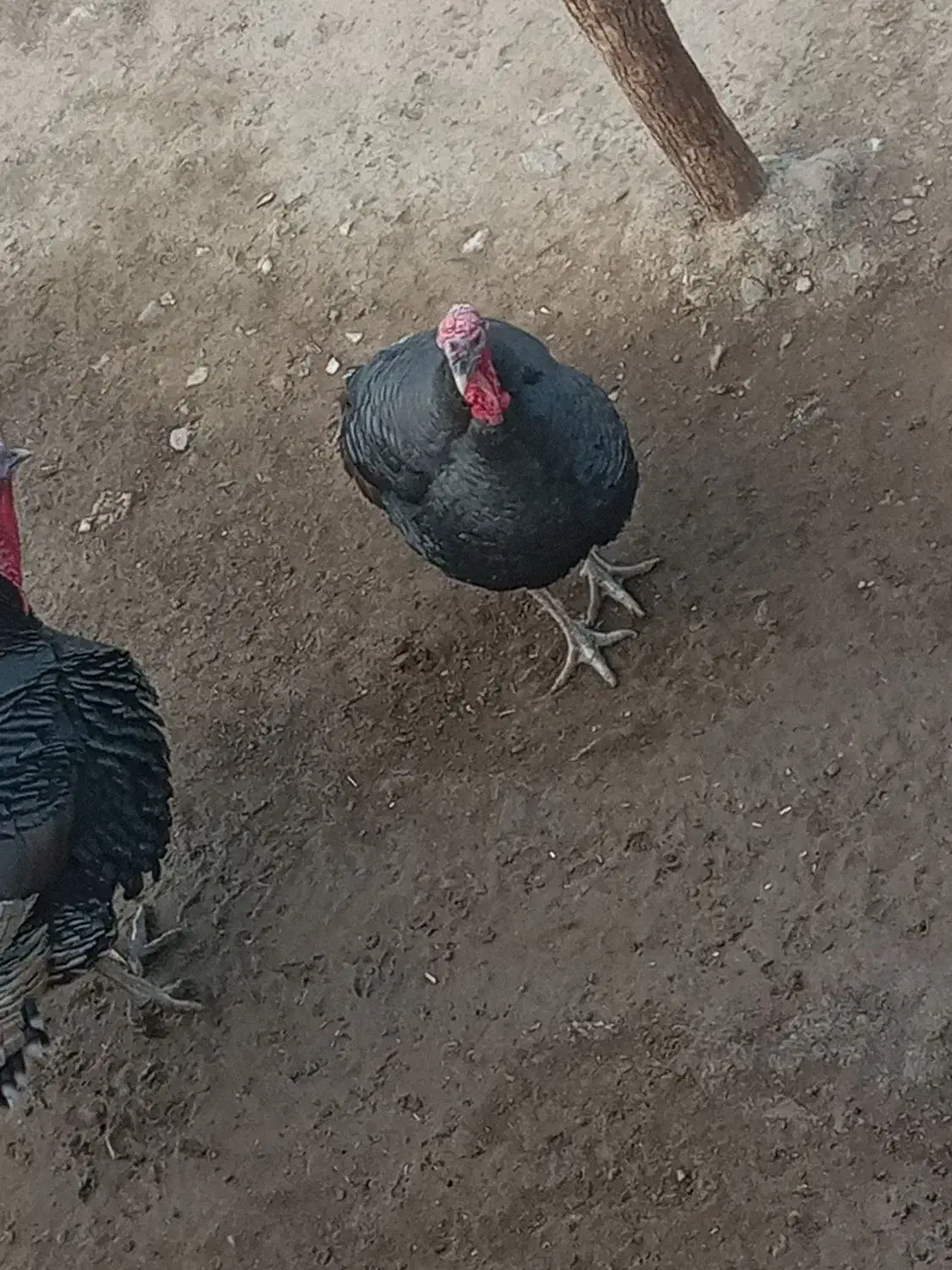 بوقلمون نر وماده گوشتی محلی|حیوانات مزرعه|دیواندره, |دیوار